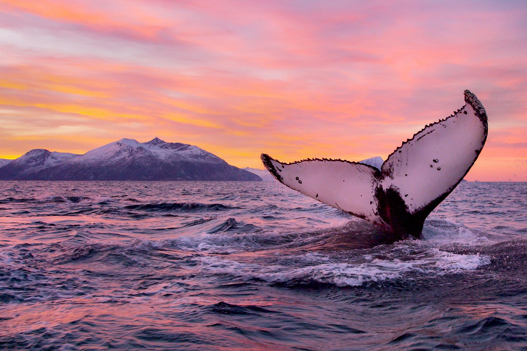 02_UltimateNorway__WhaleWatching_2 Knolhval-062014-99-0017- Foto_Asgeir_Helgestad