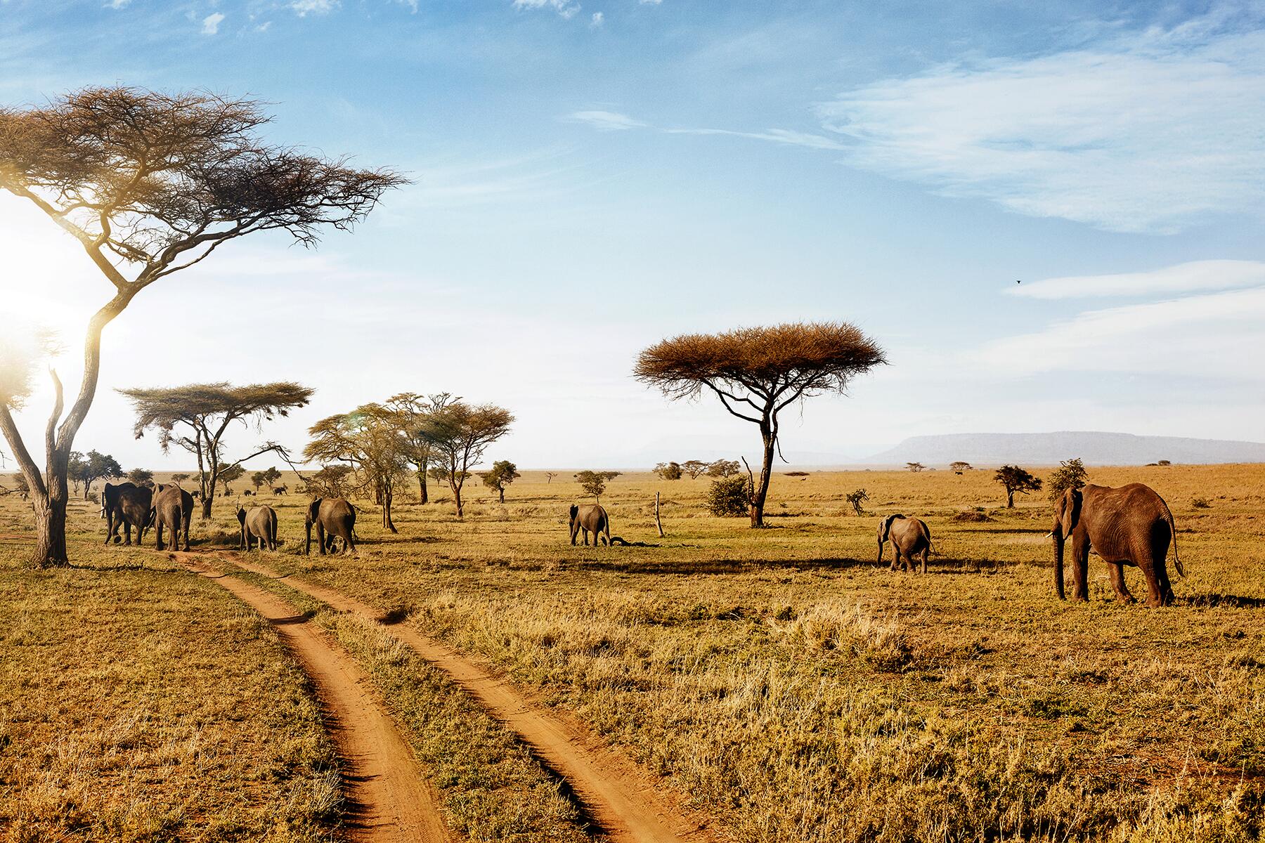 04_ExtremeSafari__ElephantAttack_shutterstock_1188691801