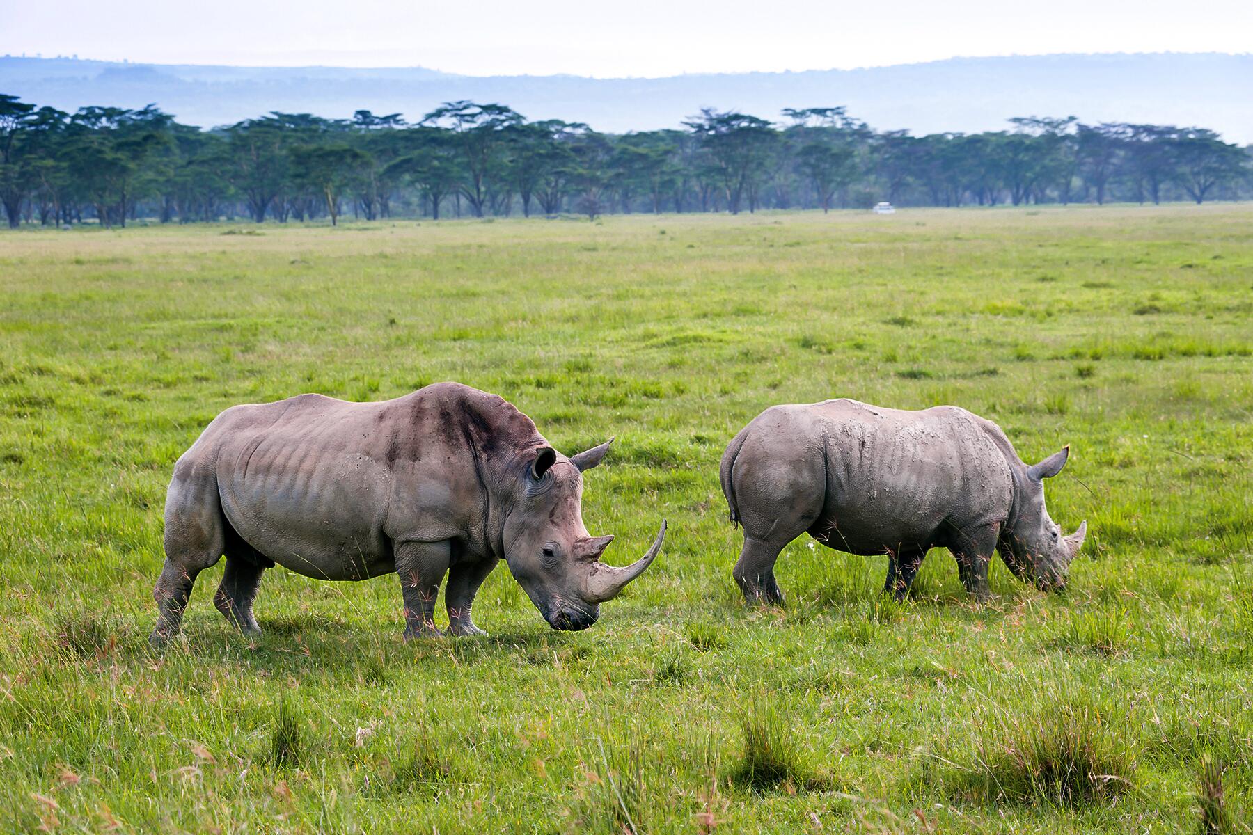 06_ExtremeSafari__RhinoGoring_shutterstock_105258383