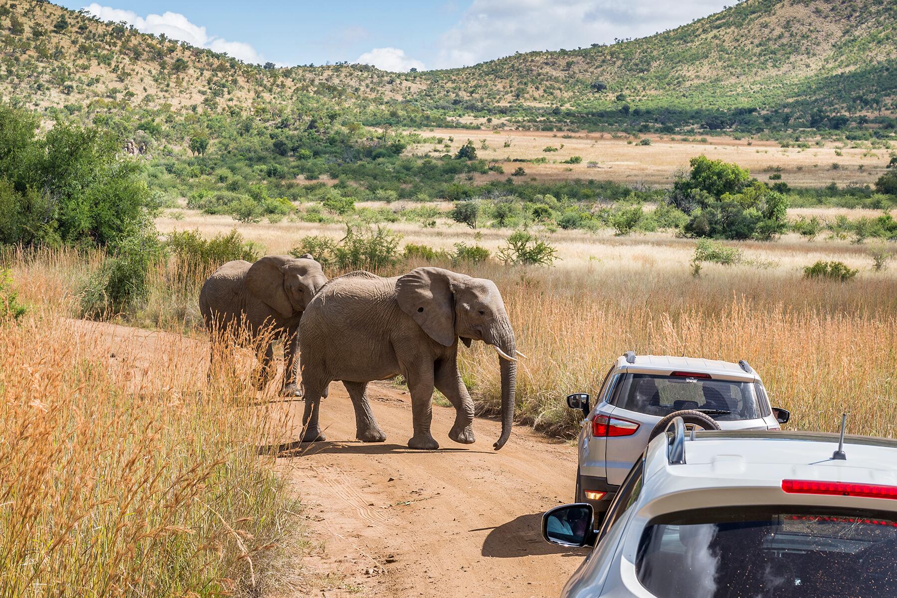 07_ExtremeSafari__FriskyElephant_shutterstock_293319632