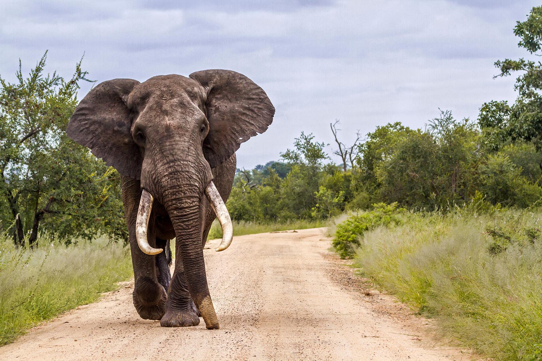 08_ExtremeSafari__ElephantTrampling__shutterstock_1075122464