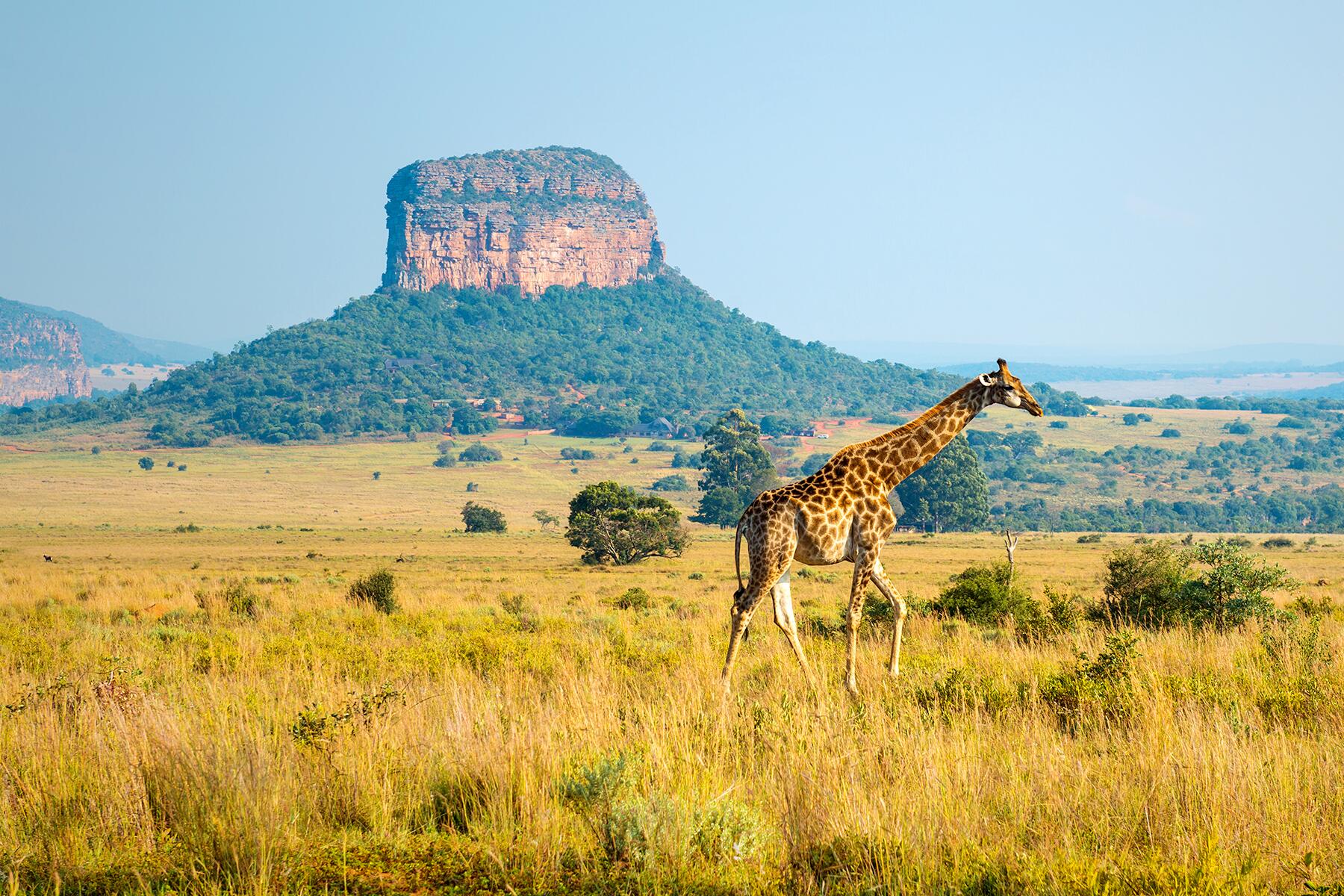 09_ExtremeSafari__GiraffeEncounter_shutterstock_1089629387