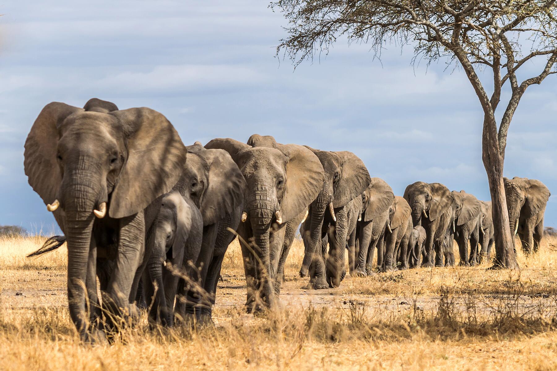 11_ExtremeSafari__ElephantTrampling_shutterstock_1480282913