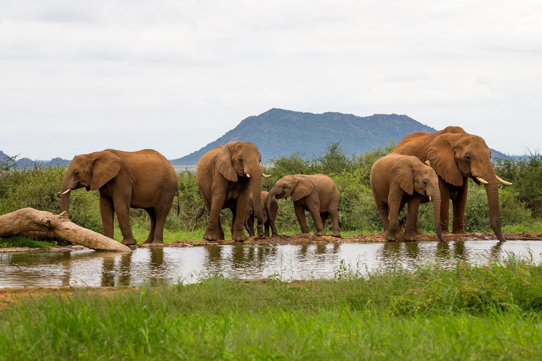15_ExtremeSafari__ElephantTrampling_shutterstock_1408252583