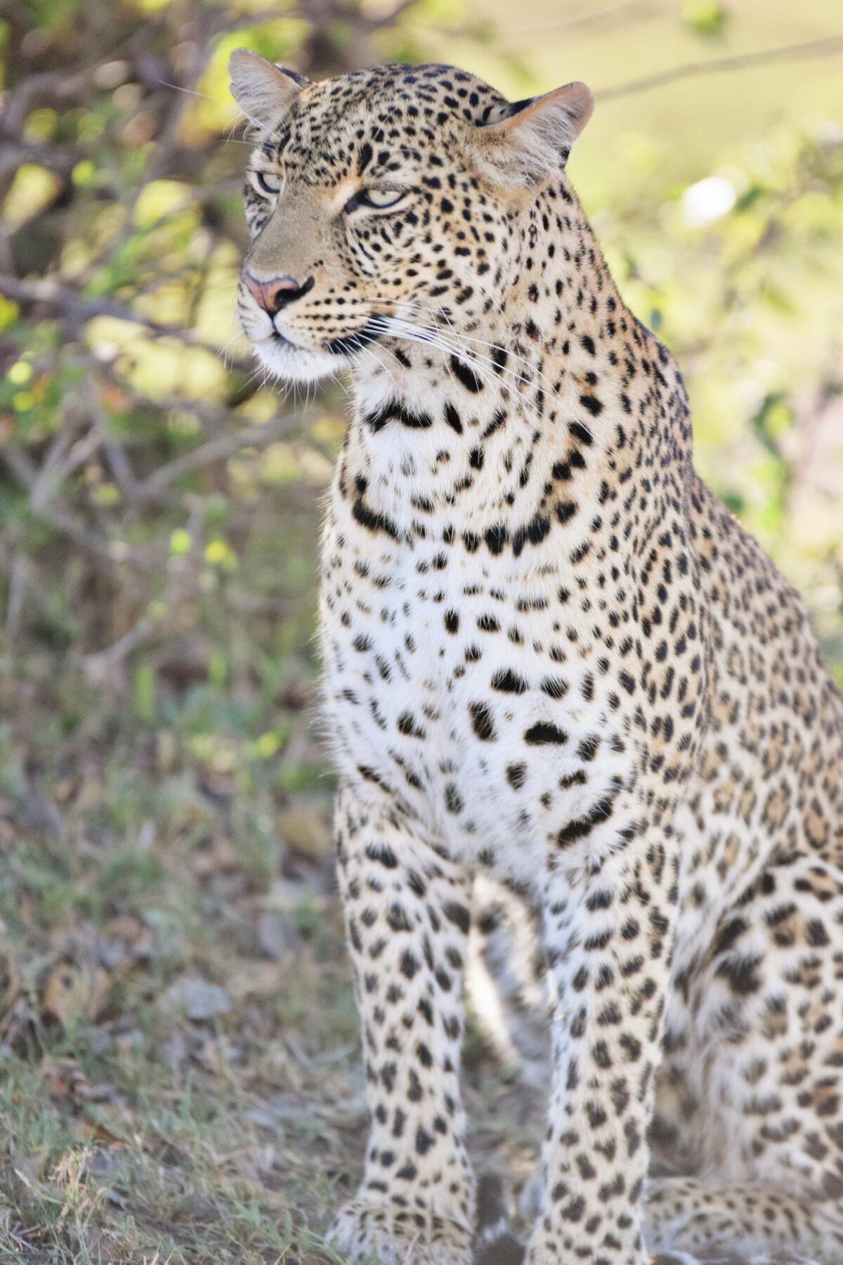 FemaleLeopard