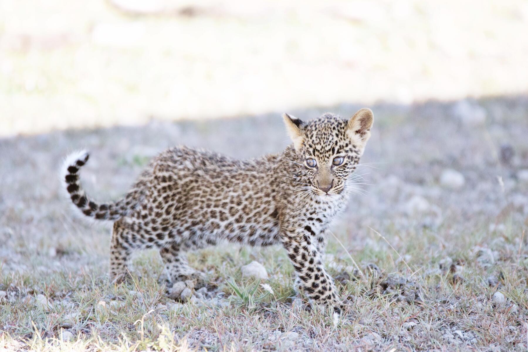 Leopard Cub 2
