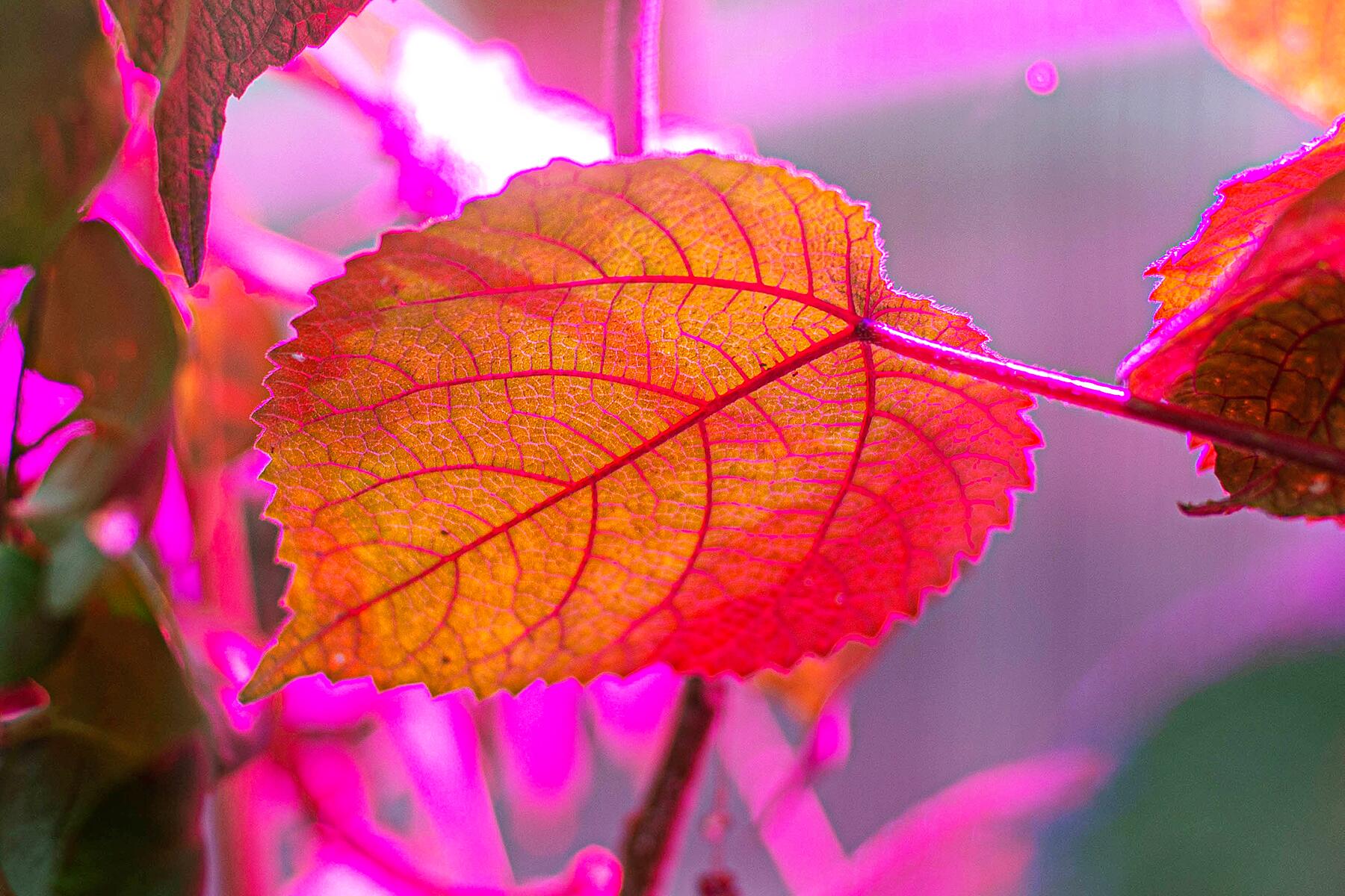 01_World'sWeirdestPlants__GympieGympie_shutterstock_1618513762