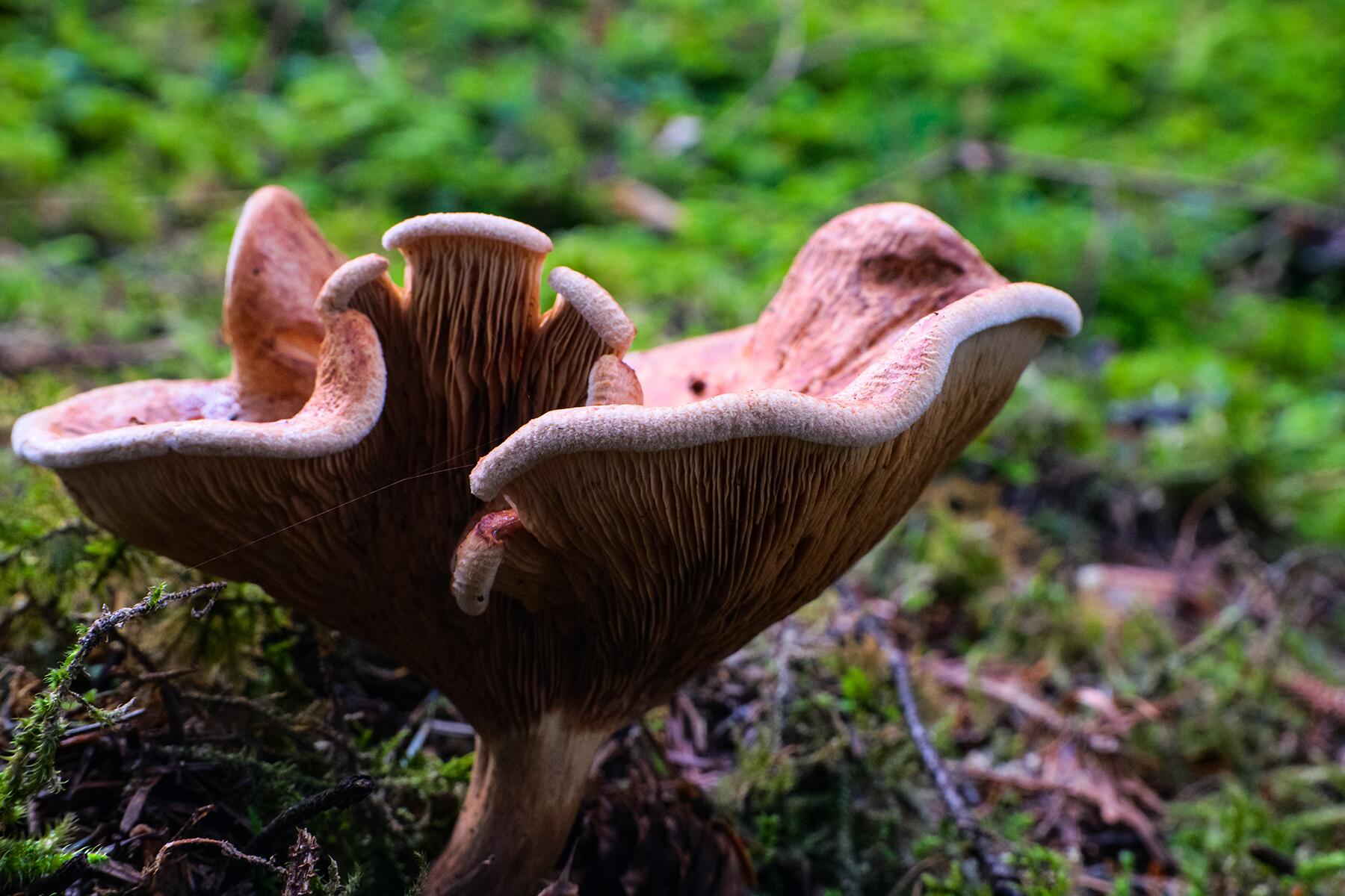 03_World'sWeirdestPlants__CandyCapMushroom_shutterstock_1533362204