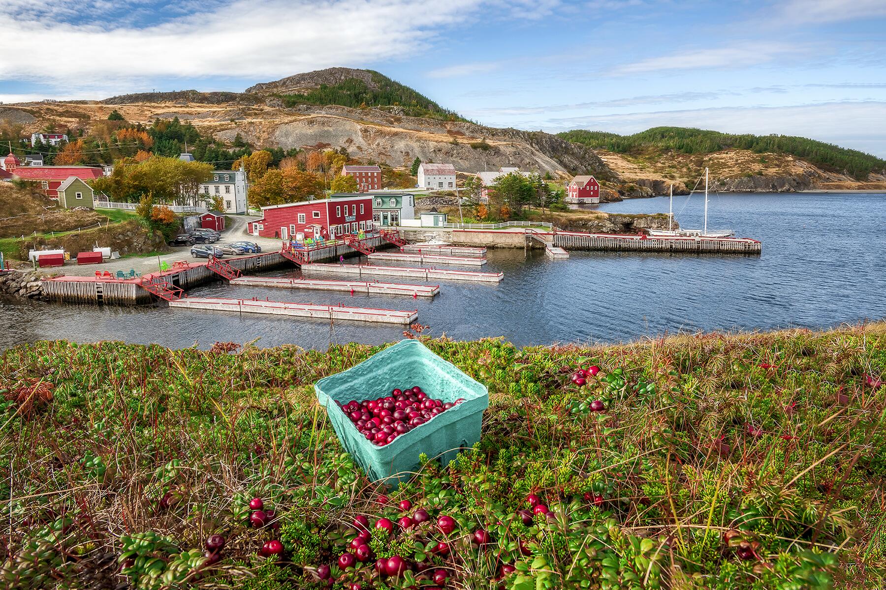 04_NewfoundlandQuirkyTrad__EatwildBerries_4.) Trinity Eastern (1)