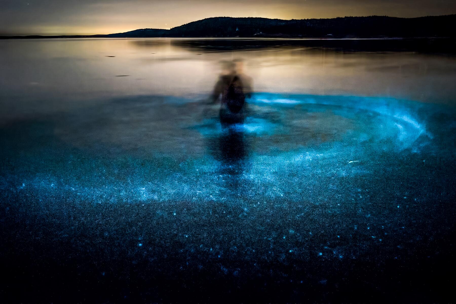 04_World'sWeirdestPlants__BioluminescentDinoflagellates_Bioluminescent-Wonders-San-Juan-Islands-Dinoflagellate