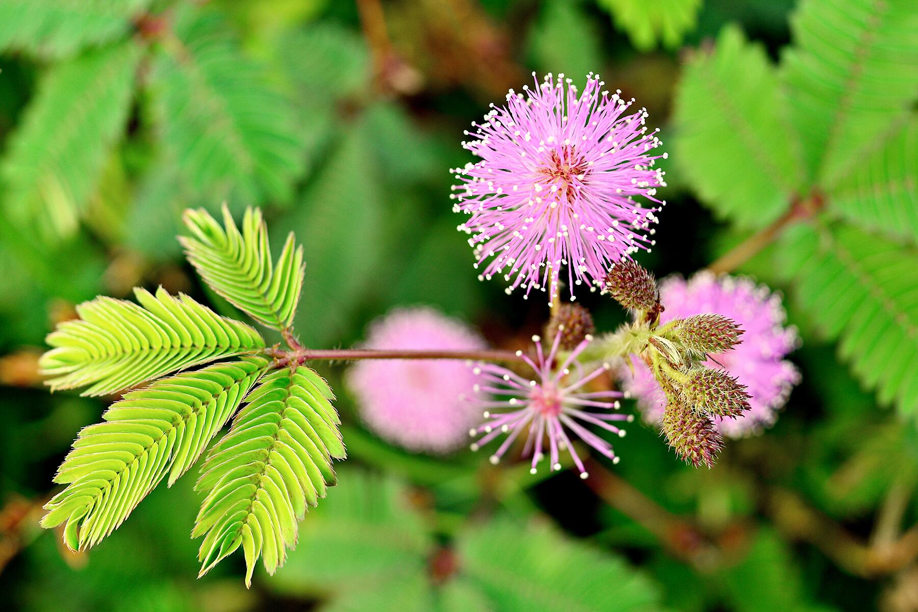 05_World'sWeirdestPlants__sensitivePlant_shutterstock_470783126