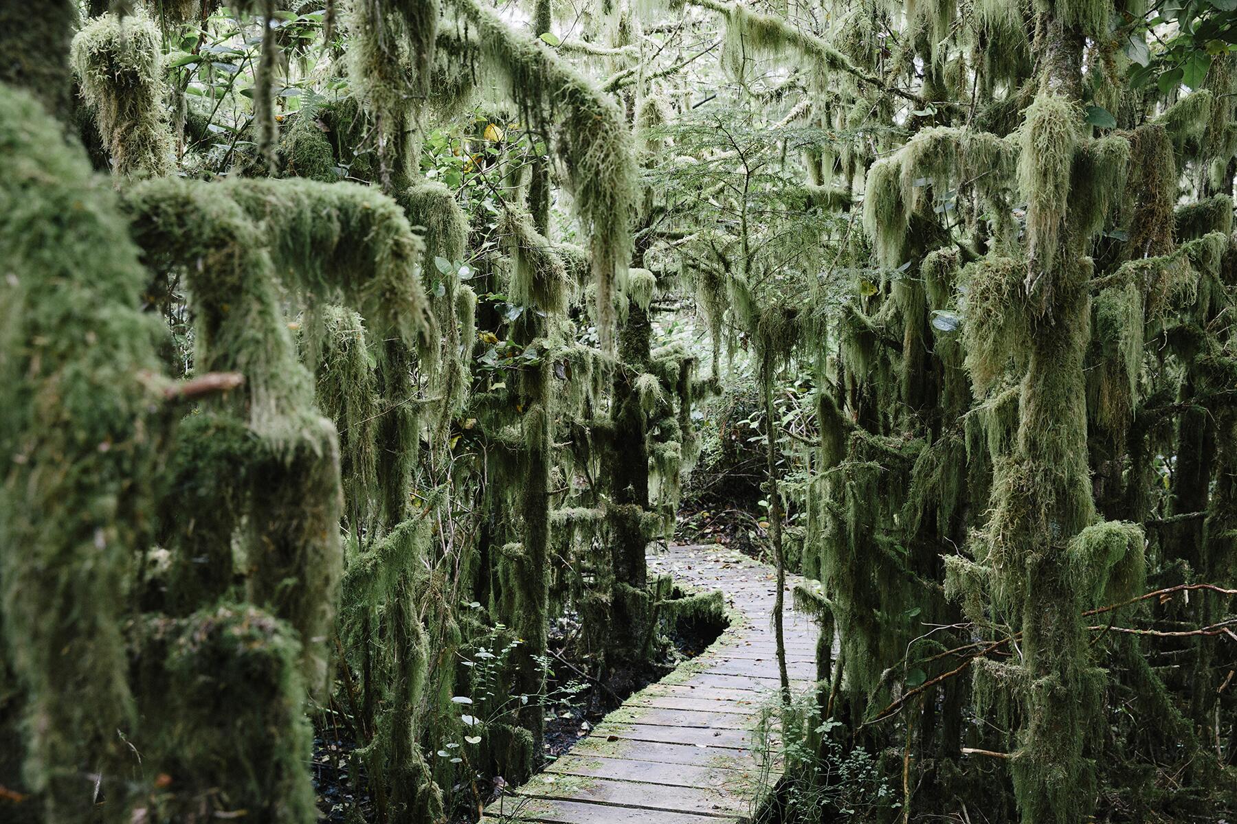 06_AlternativetoGalapagos__HaidaGwaii,Canada_6.) 29815-master