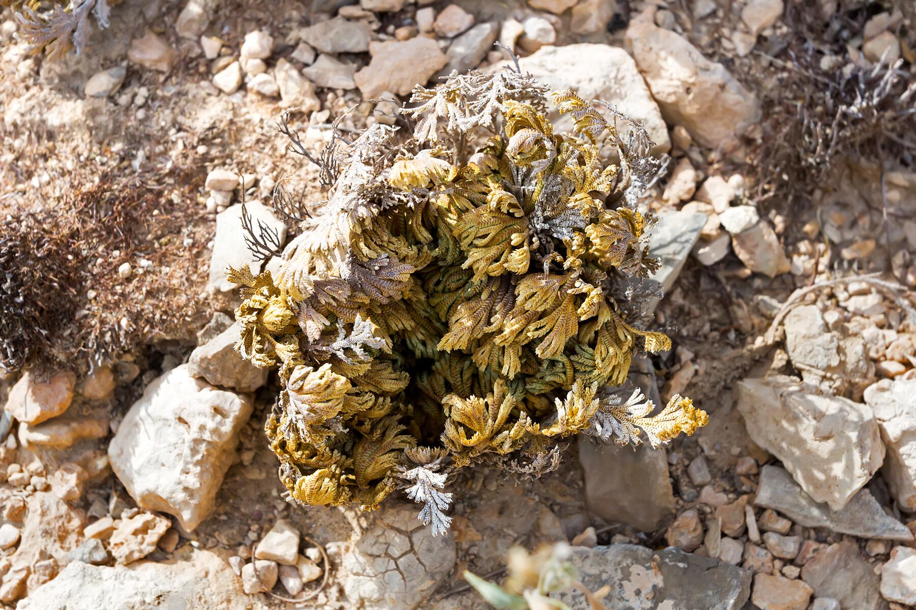 06_World'sWeirdestPlants__FlowerofStone_shutterstock_264245315