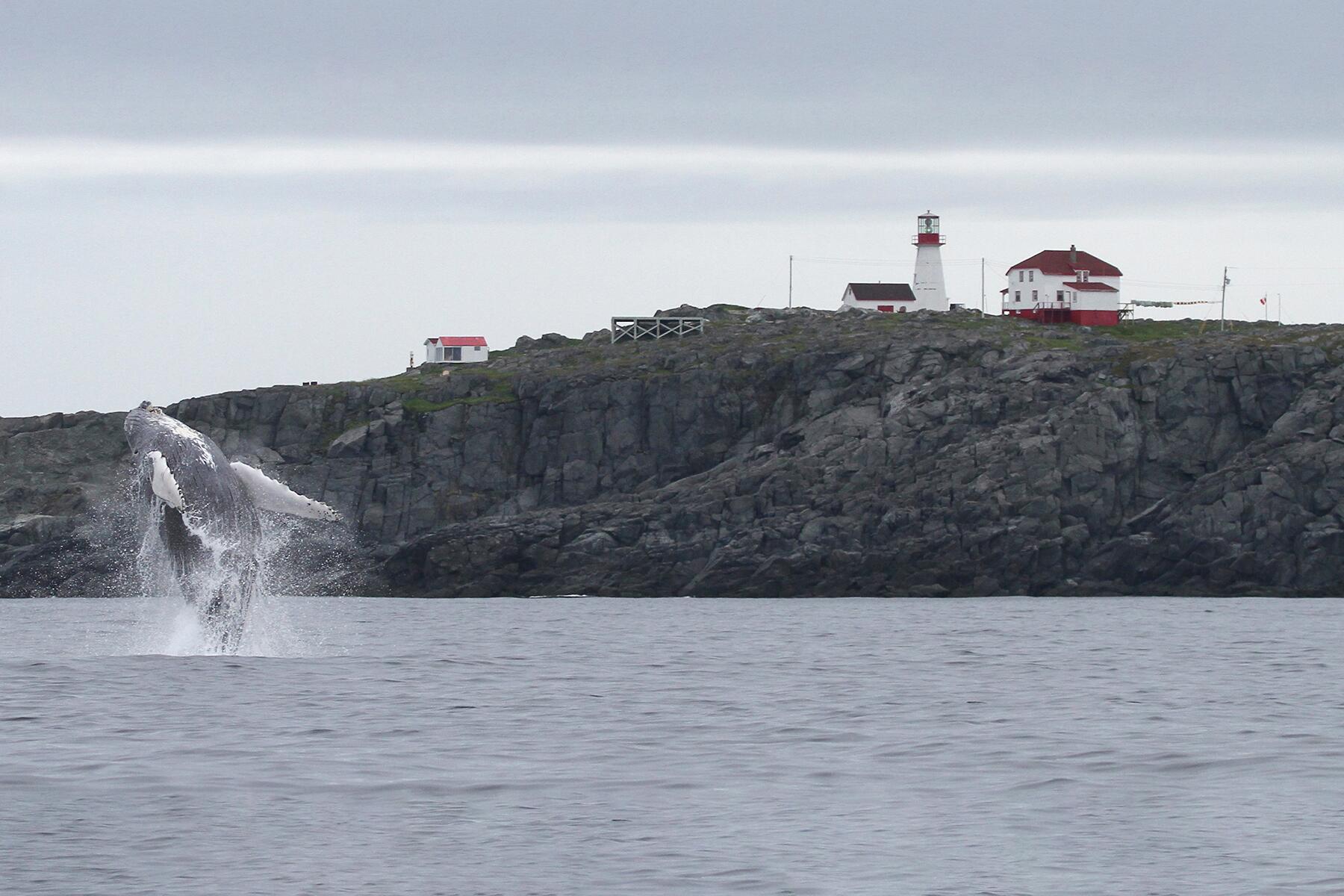 07_NewfoundlandCodExperiences__WhaleWatchAndSleepInLighthouse_quirpon-lighthouse-inn_15427063752_o