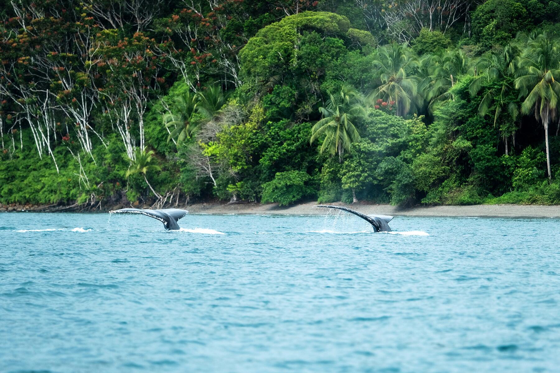 10_AlternativetoGalapagos__GorgonaIsland,Colombia_shutterstock_1495226396