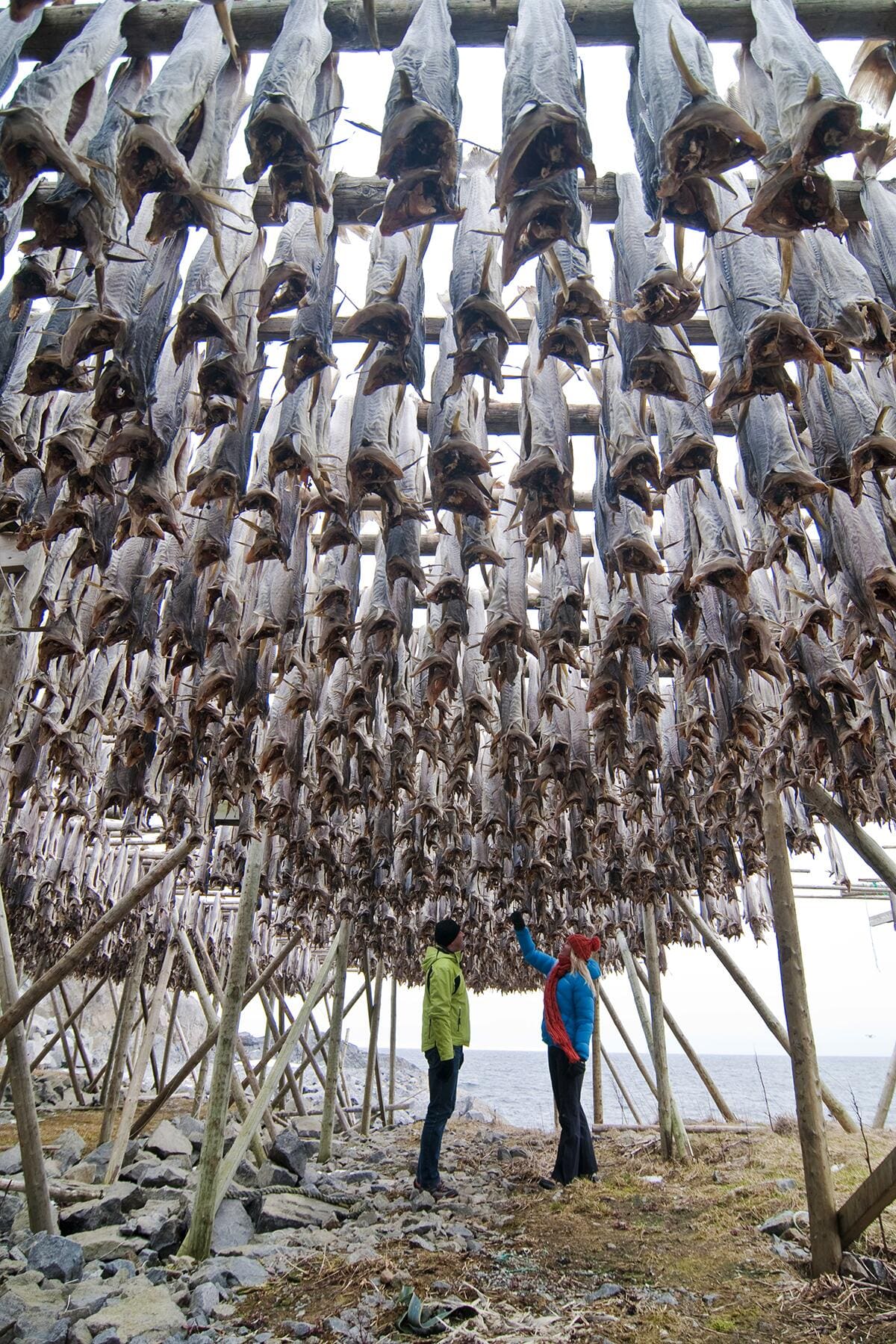 11_15ThingstoEatandDrinkNorway__stockfish_11.) Torrfisk-Lofoten-082009-99-0170- Foto_CH