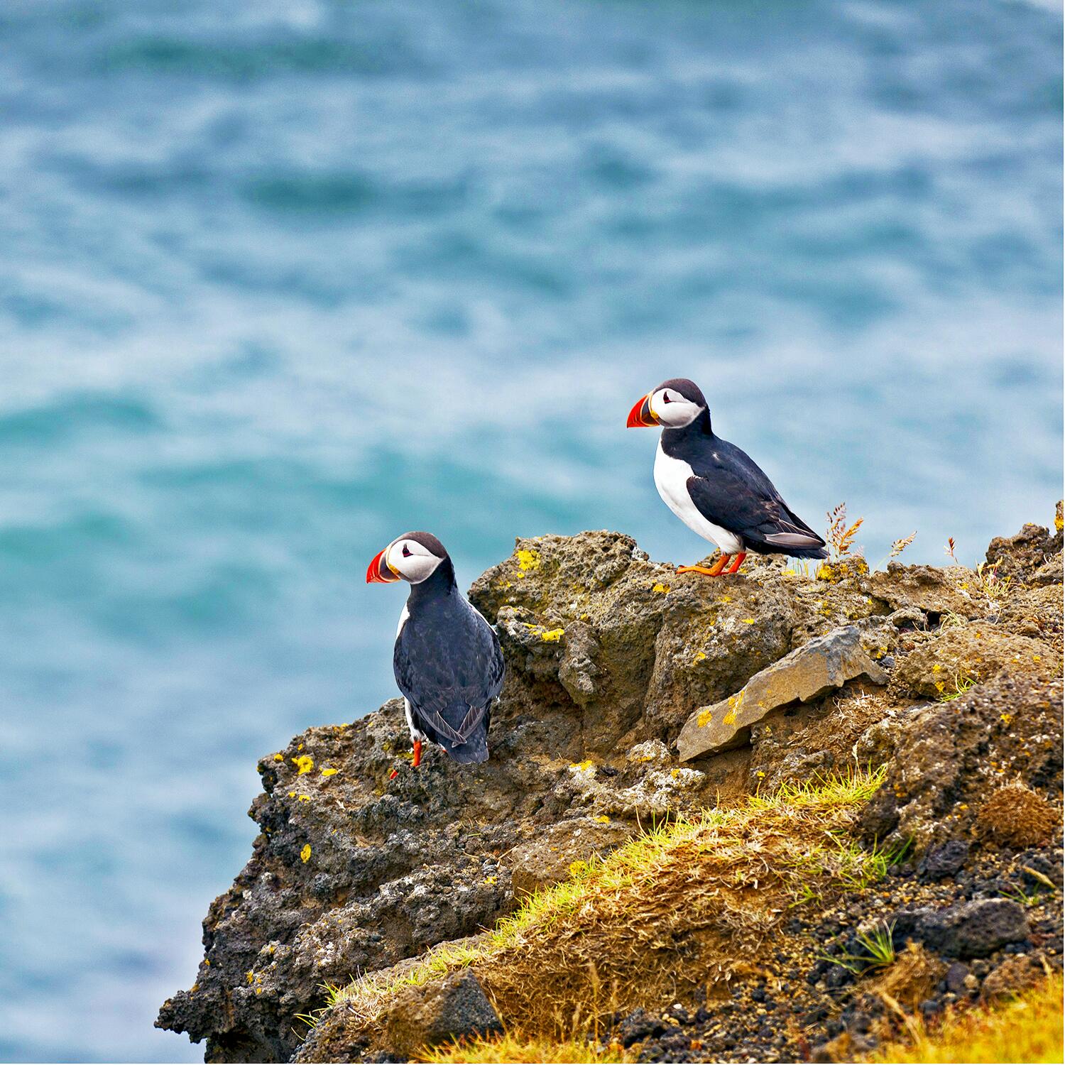 11_UltimateIceland__SeeWildlife_11.) lundi-puffin-macareux-photo-ragnarthsigurdsson
