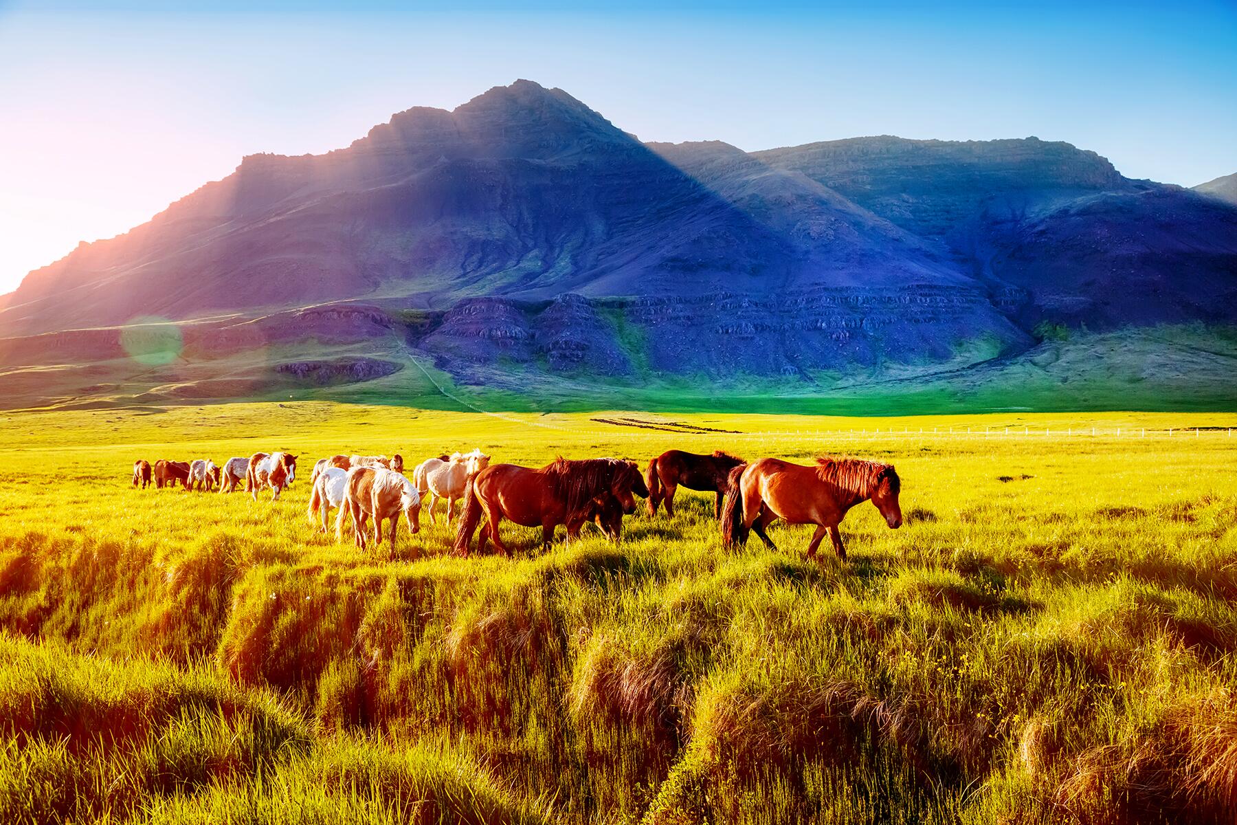 13_UltimateIceland__SeehorseFarmsSnaefellsness_shutterstock_599943947