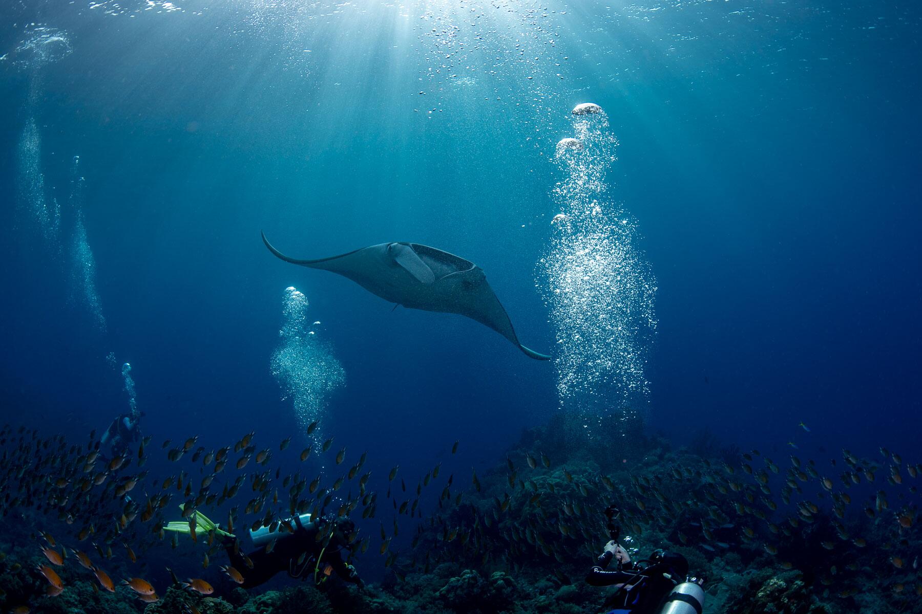 Marvel_Raja_Ampat_Minute_Mighty_Beauties-12