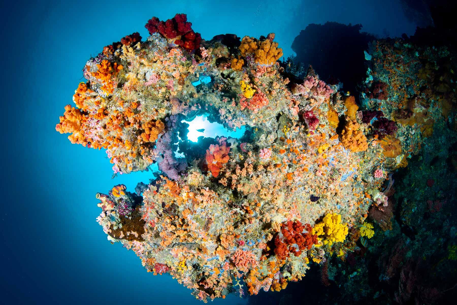 Scuba Diving in Raja Ampat, Indonesia