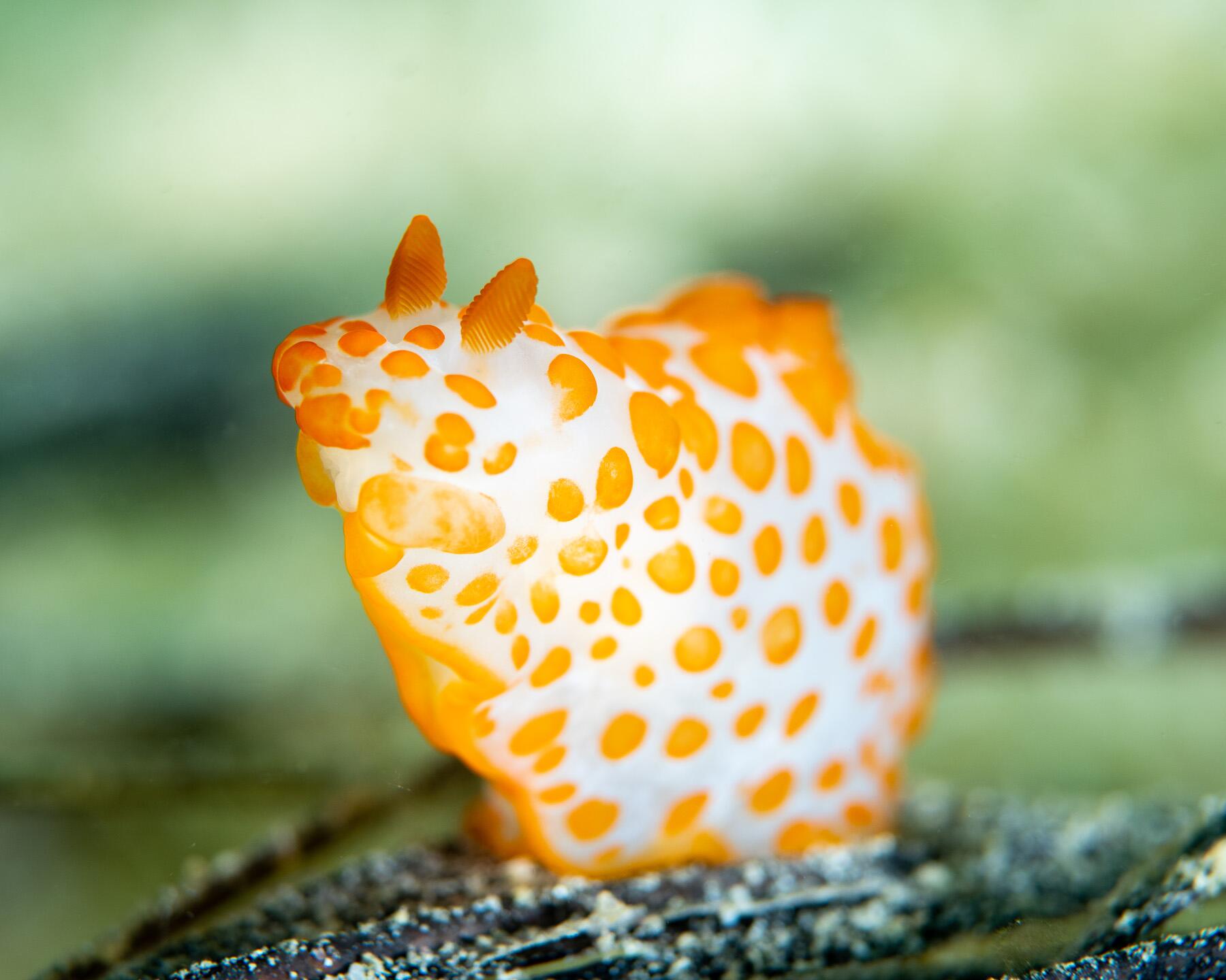 Marvel_Raja_Ampat_Minute_Mighty_Beauties-7
