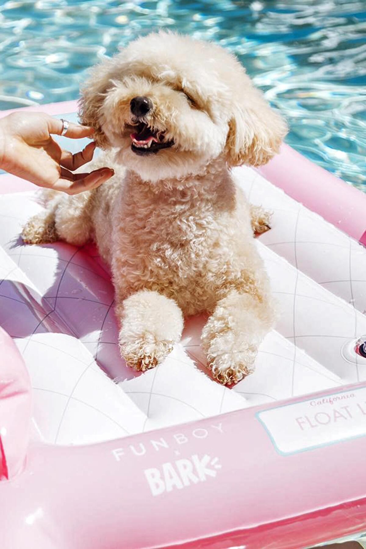 01_DoggyTravelGear__ForSaltyDogs_1.) 0be17a5db8f639c0fb257d7377ca8b162b78a6e6_2048x.progressive
