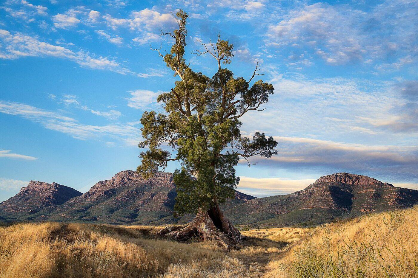11 Incredible Trees Around the World