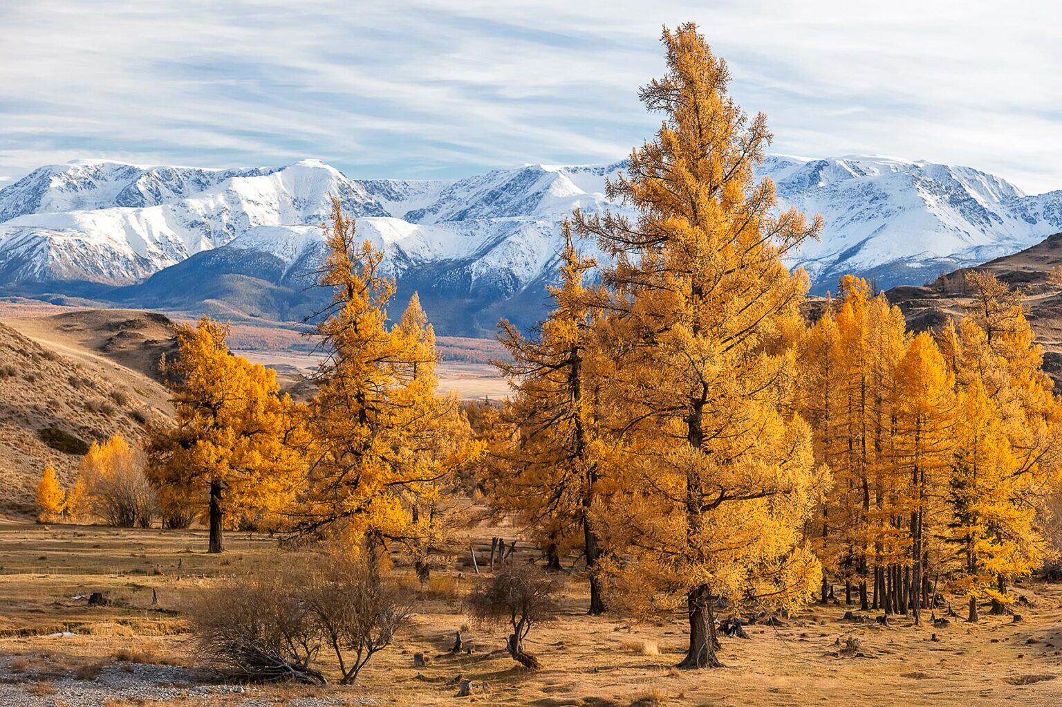 11 Incredible Trees Around the World