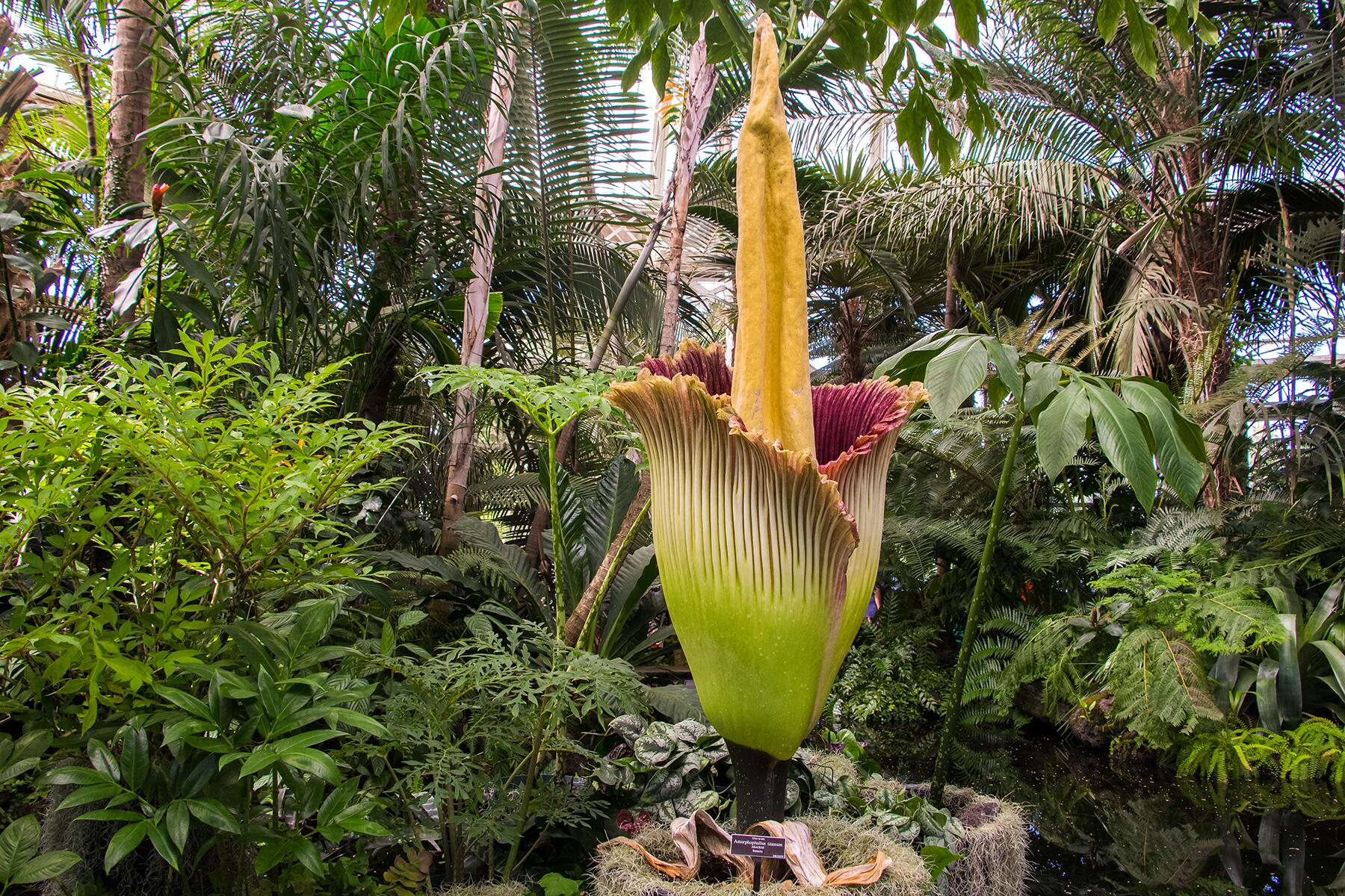 07_World'sWeirdestPlants__TitanArumCorpseFlower_shutterstock_460580644