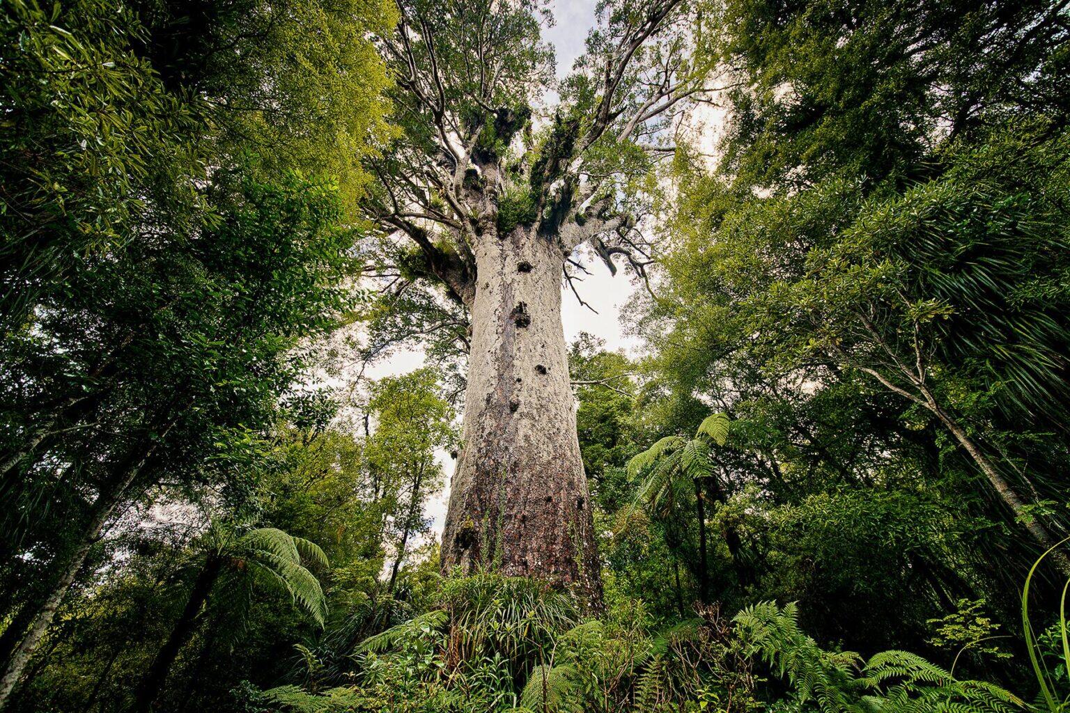 11 Incredible Trees Around the World