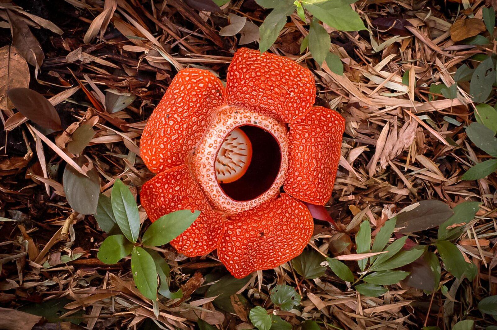 Where to See 10 of the World’s Strangest Plants