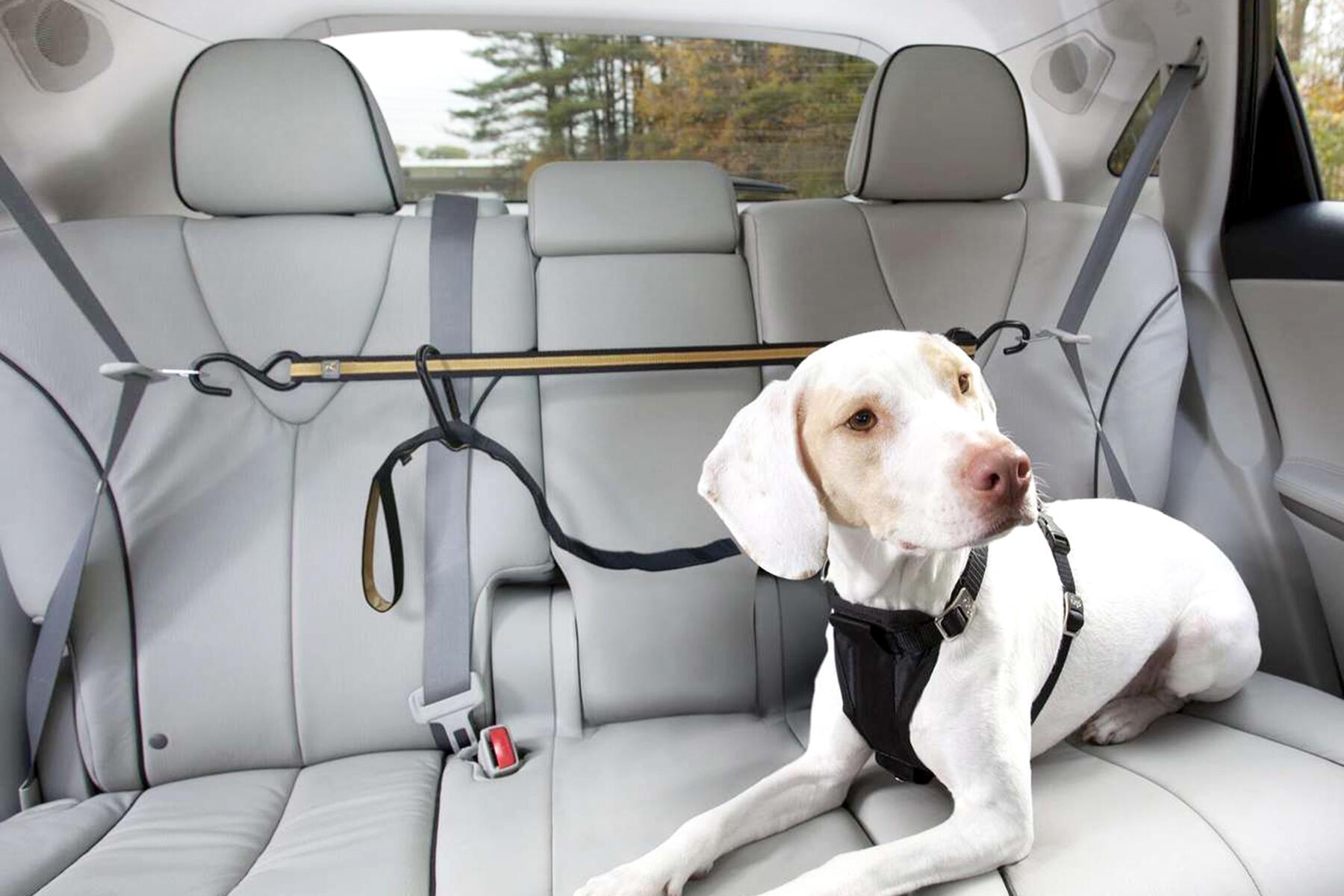 09_DoggyTravelGear__ZippingRigtAlong_9.) Dog_car_seatbelt__68476.1540319290