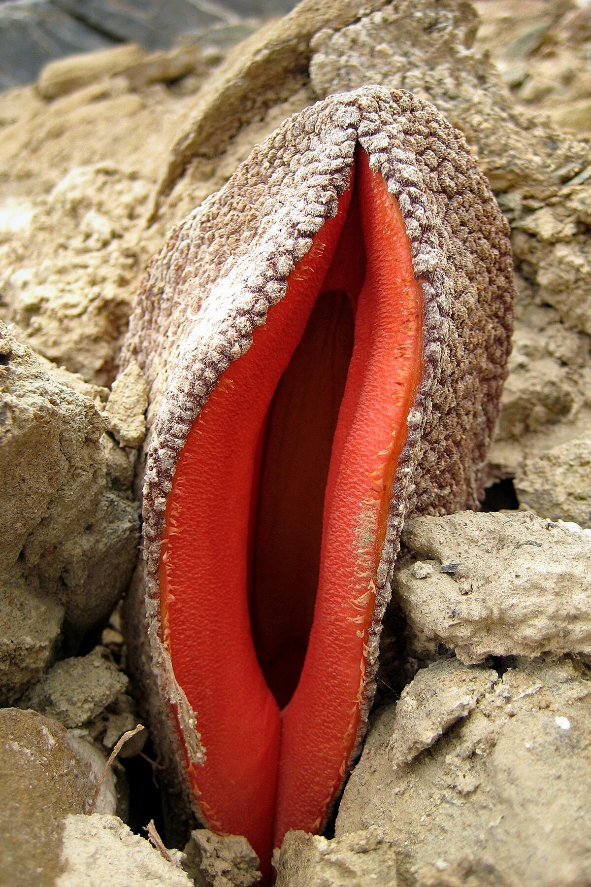 10_World'sWeirdestPlants__JackalFood_shutterstock_221989258