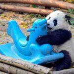 The Cutest Baby Animals In The World