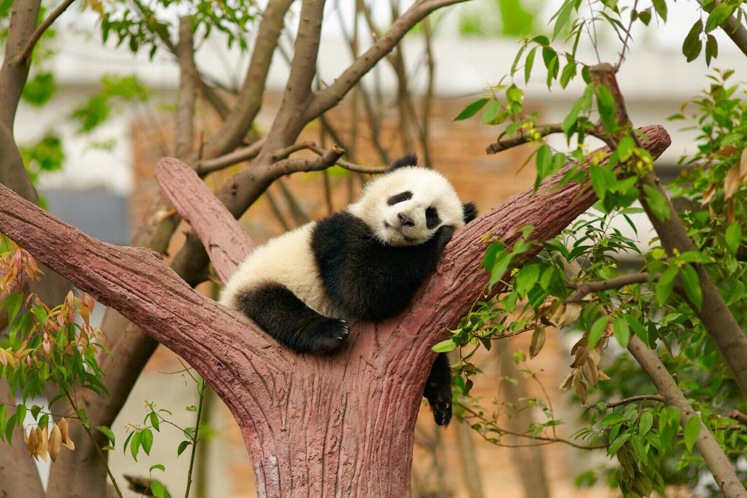 The Cutest Baby Animals in the World