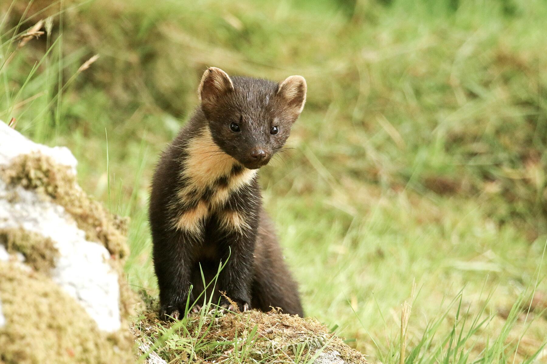 01_GermanyWoodlandCreatures__EuropeanPineMarten_shutterstock_1008725128