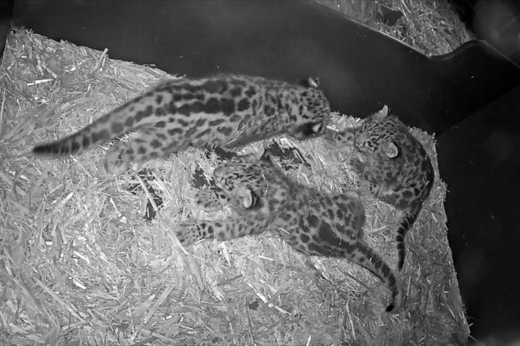 Animal Live Streams to Watch While You're Self-Isolating