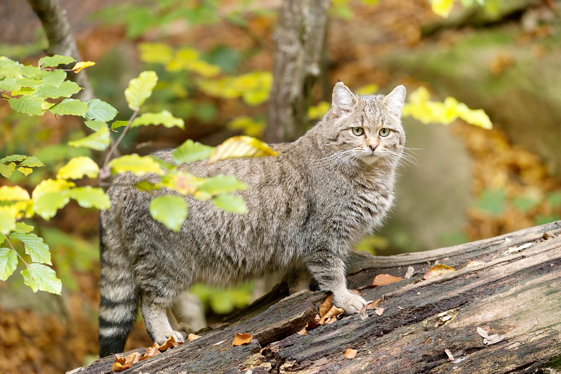 03_GermanyWoodlandCreatures__EuropeanWildcat_shutterstock_118634098