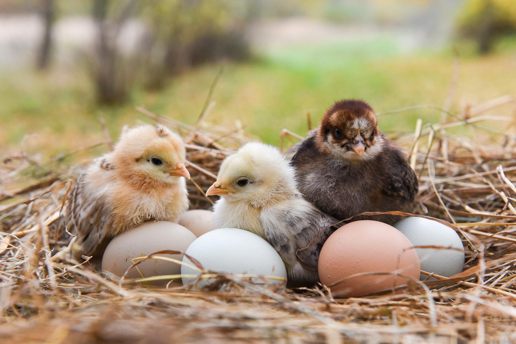 04_BizarreDeliveries__ForTheChickenMama_iStock-869459992