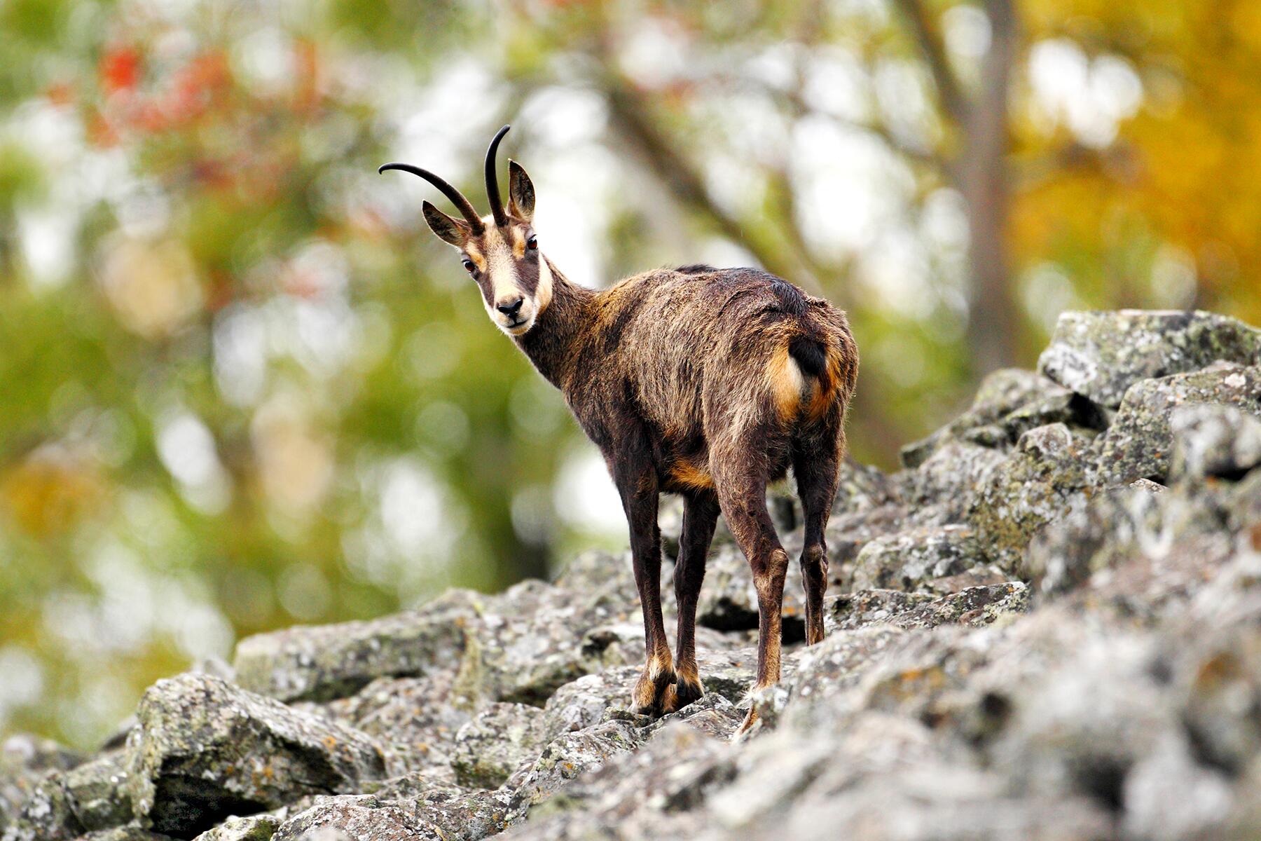 04_GermanyWoodlandCreatures__Chamois_shutterstock_1209192916