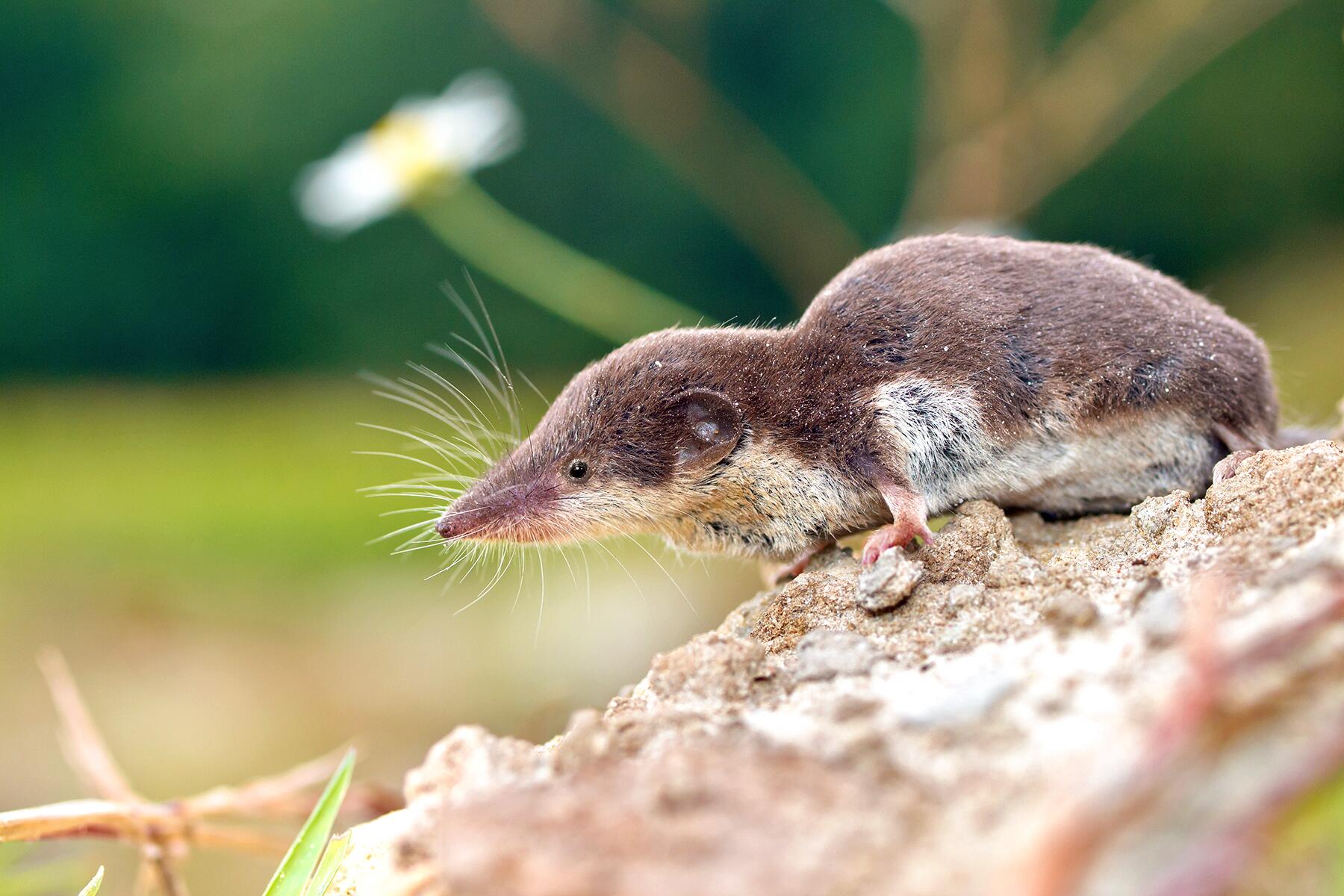 05_GermanyWoodlandCreatures__BicoloredShrew_shutterstock_306247241