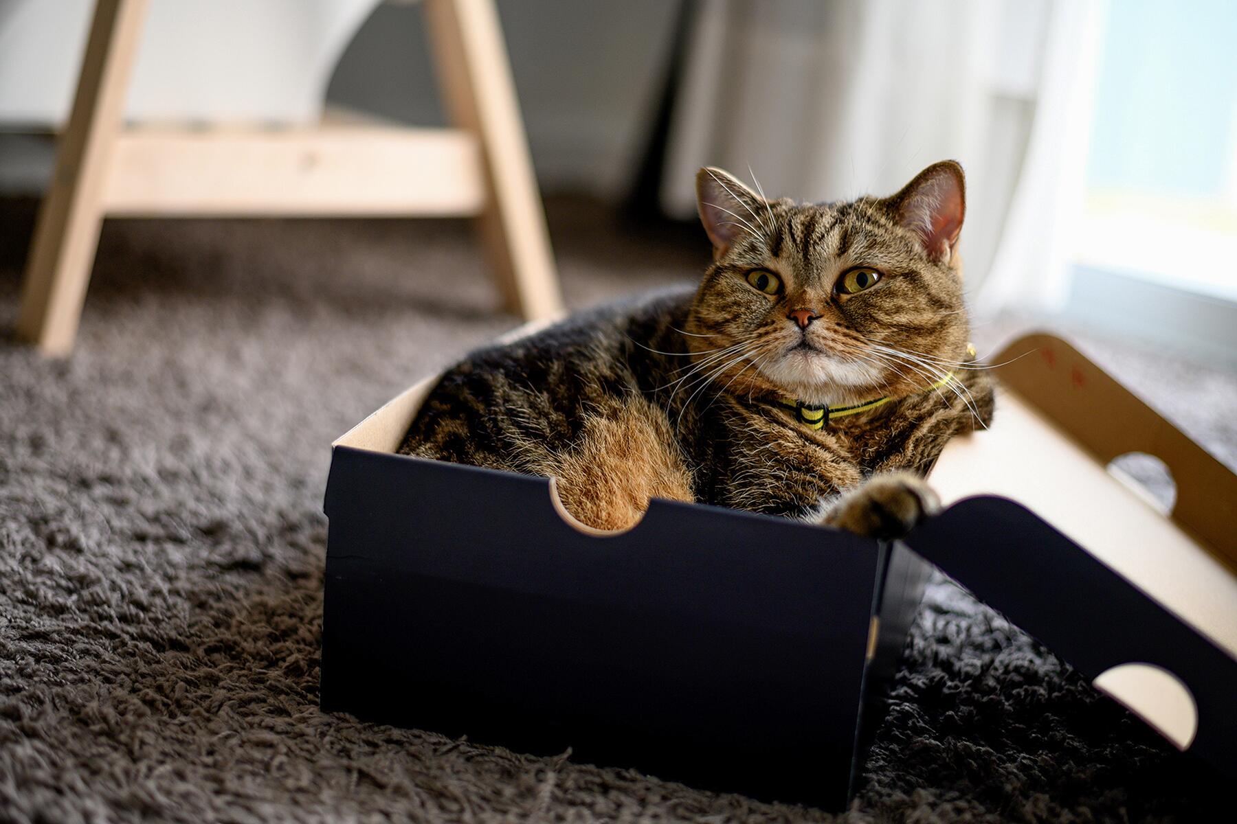 06_BizarreDeliveries__ForTheCatMom_iStock-1138505252