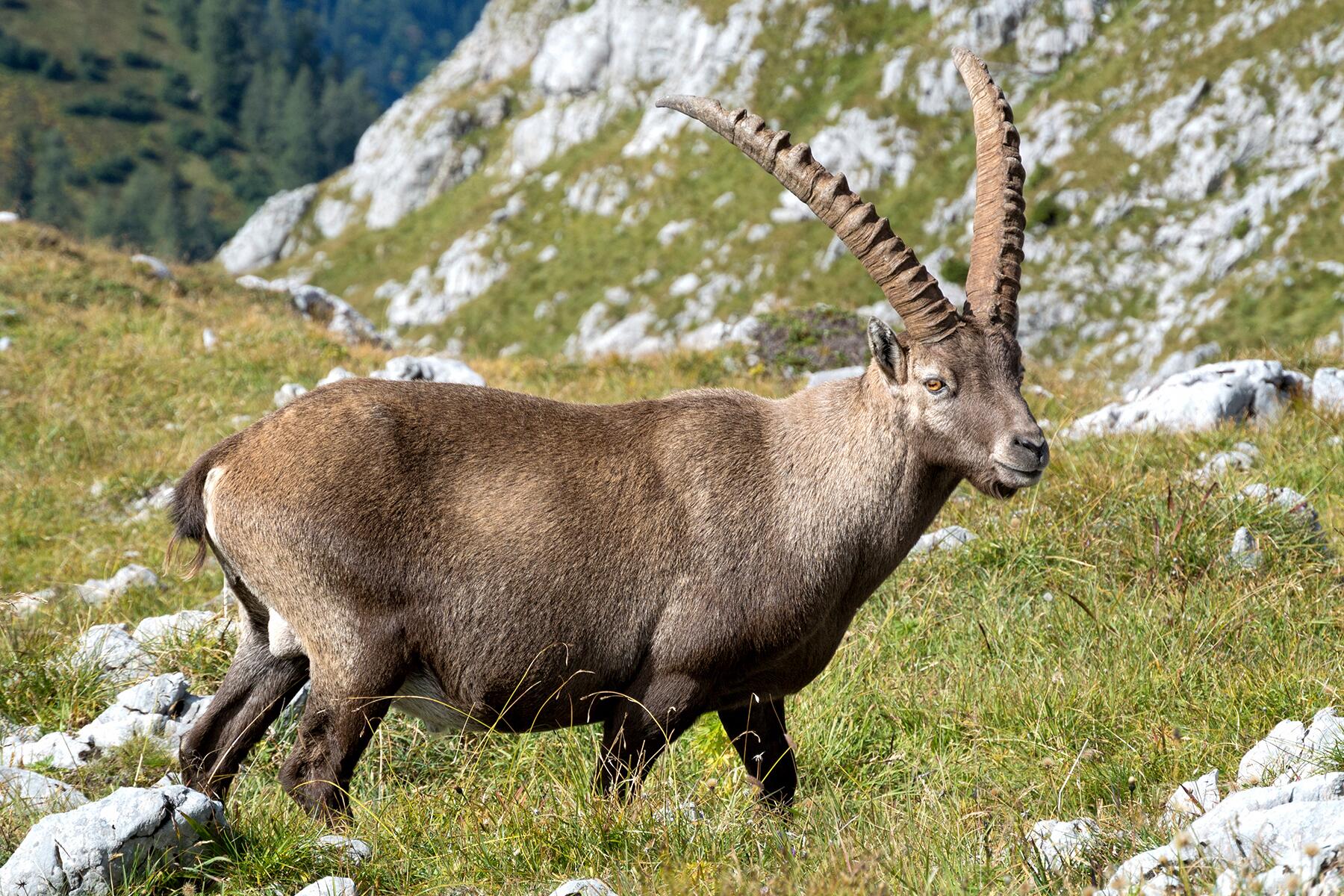 06_GermanyWoodlandCreatures__AlpineIbex_shutterstock_195067685