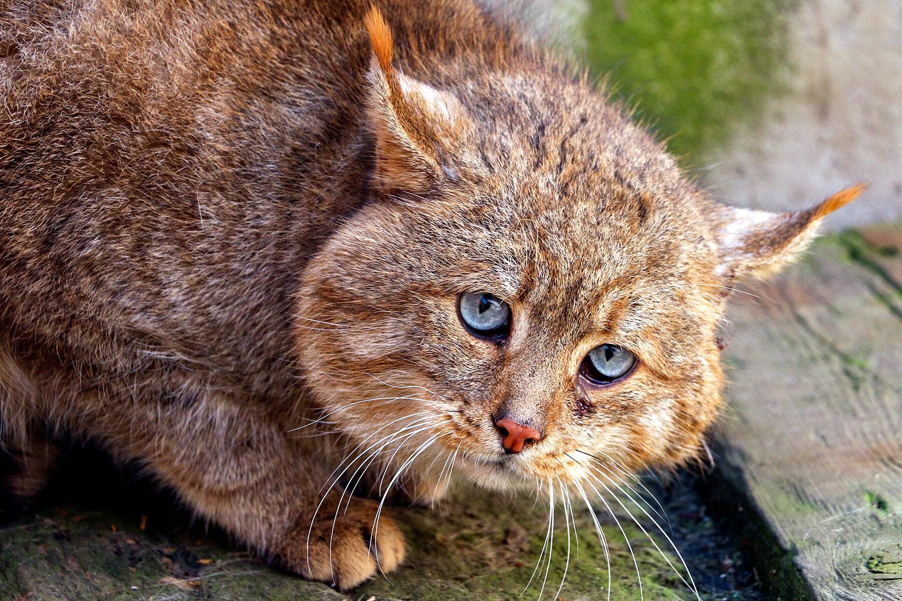 26 Top Pictures Andean Mountain Cat Predators - Andean mountain cat（アンデスネコ） ( 猫 ) - KOREOMO 「これは面白い ...
