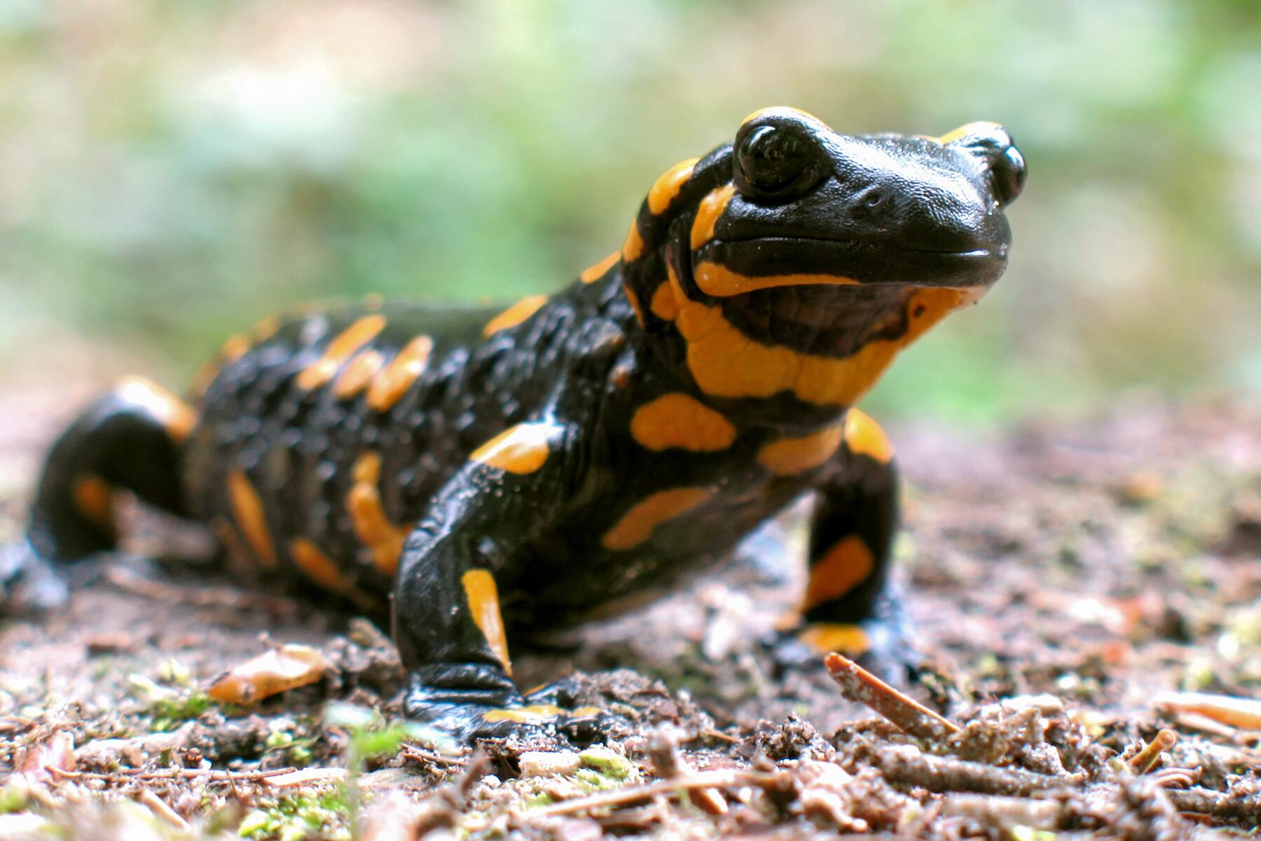 07_GermanyWoodlandCreatures__FireSalamander_shutterstock_30430381