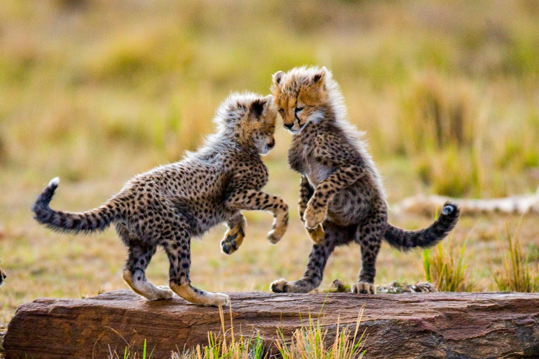 07_KittenAroundtheworld__Cheetah_shutterstock_365262296