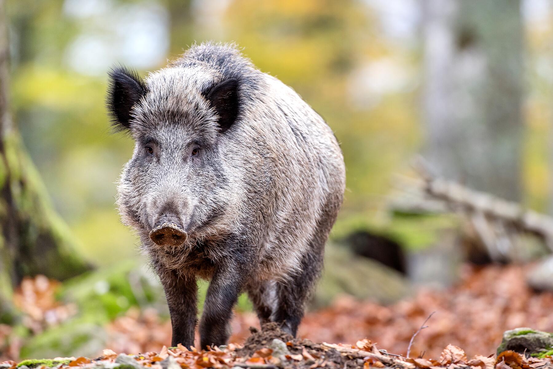08_GermanyWoodlandCreatures__WildBoar_shutterstock_1277077912
