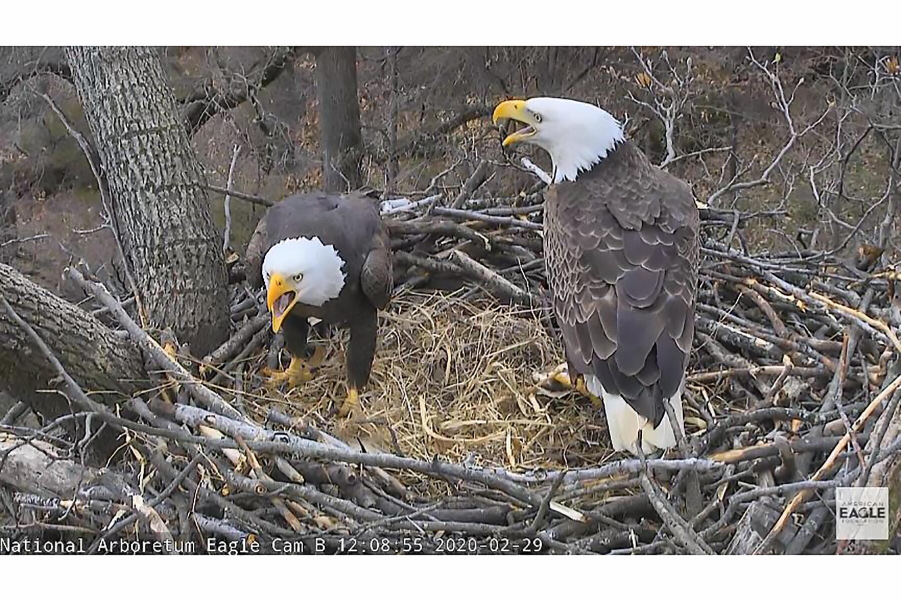 09_AnimalLivecams__BaldEagles_9 2-29 Mr President and The First Lady