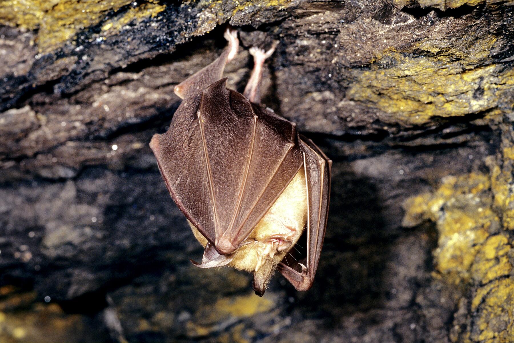09_GermanyWoodlandCreatures__GreaterHorseshoeBat_shutterstock_139595354