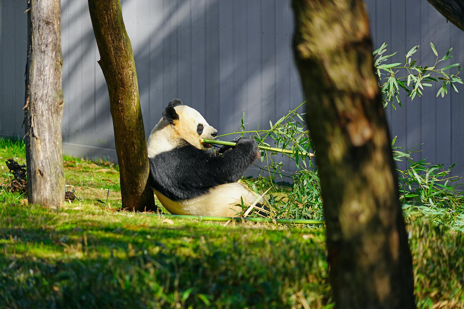 10_AnimalLivecams__Pandas_shutterstock_1680895672